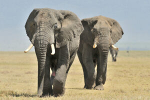 Ngorongoro Crater