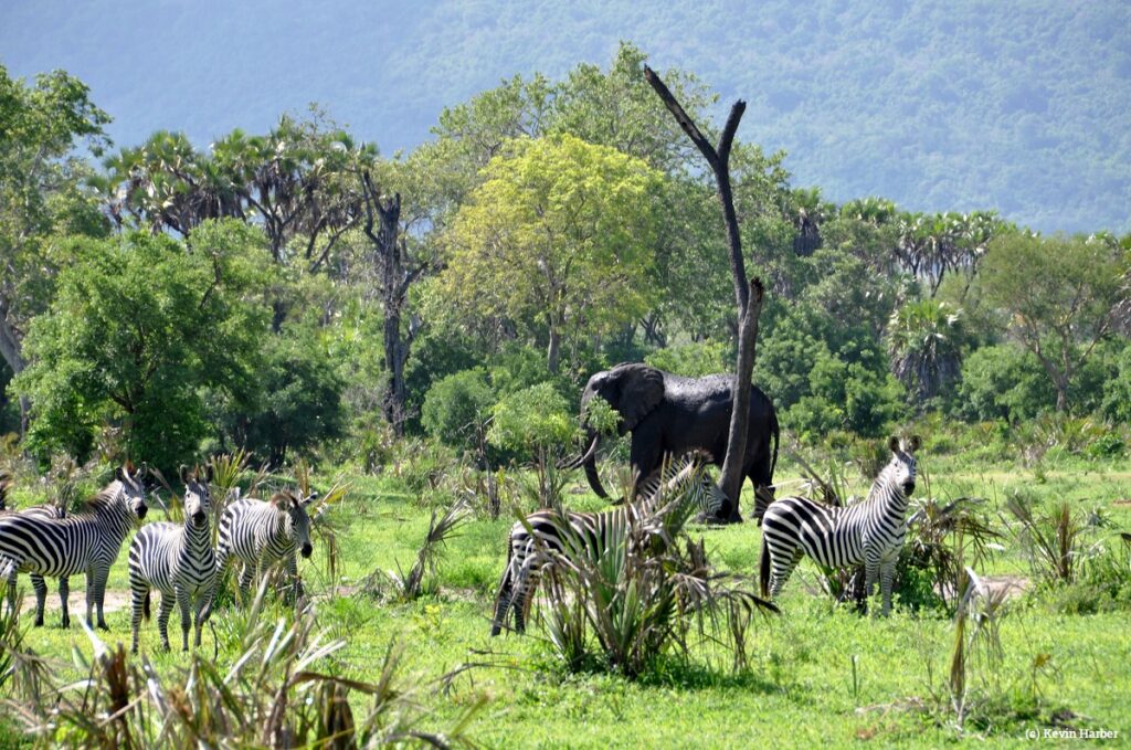 Selous-reserve-Tanzania-c-Kevin-Harber.jpg