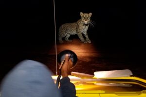 3-Day Zanzibar to Nyerere National Park Flying Safari with Night Game Drive