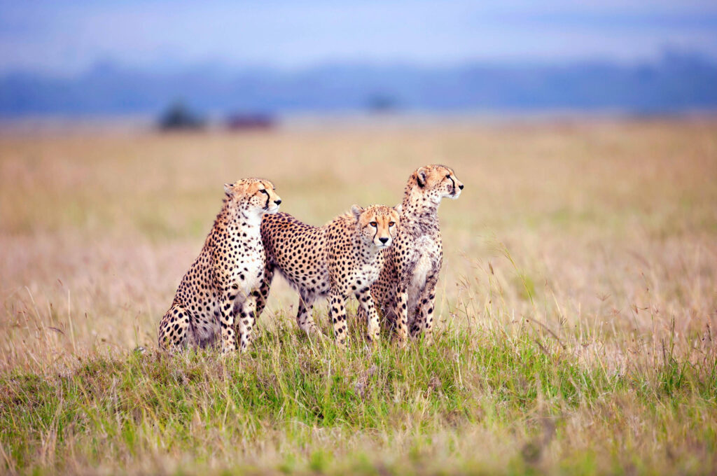 three-cheetahs-on-grass-field.jpg