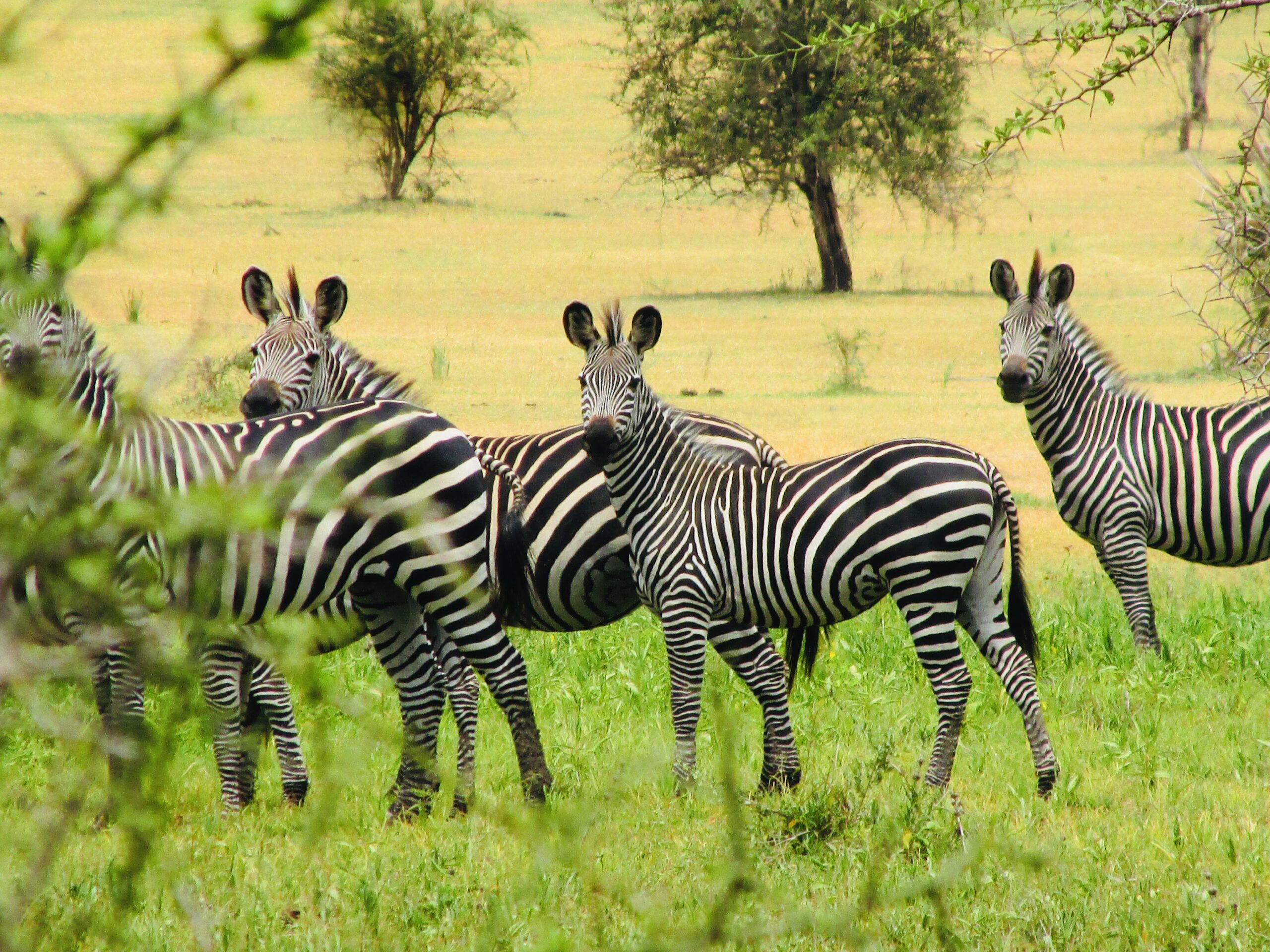 1 Day Nyerere NP Flying From Zanzibar