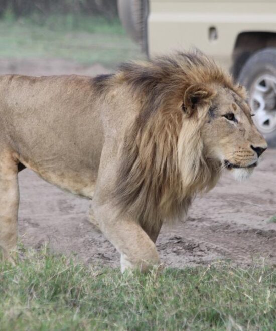 Mikumi National Park