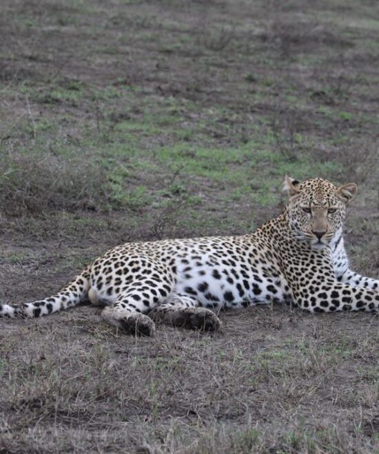 Manyara National Park