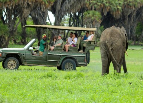Private vs Group Safaris in Tanzania: Which Is Right for You?