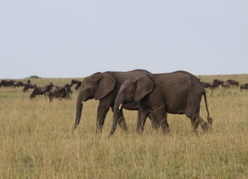 Top Tanzania Safari Destinations You Can Explore