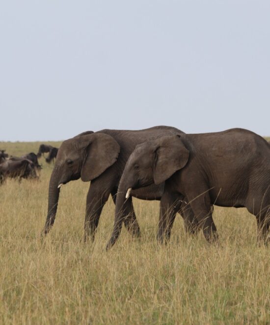 Tarangire National Park