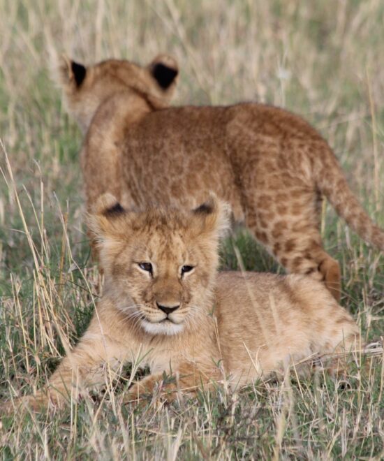 2 Days Serengeti National Park Flying Safari From Zanzibar