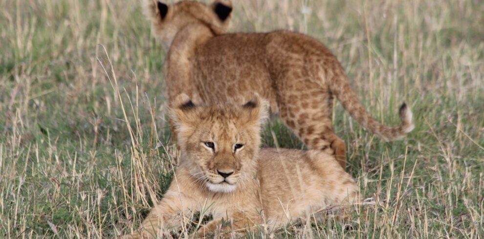 2 Days Serengeti National Park Flying Safari From Zanzibar