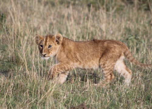 3 Days Safari to Ngorongoro Crater, Tarangire & Lake Manyara National Parks (Flying Safari)