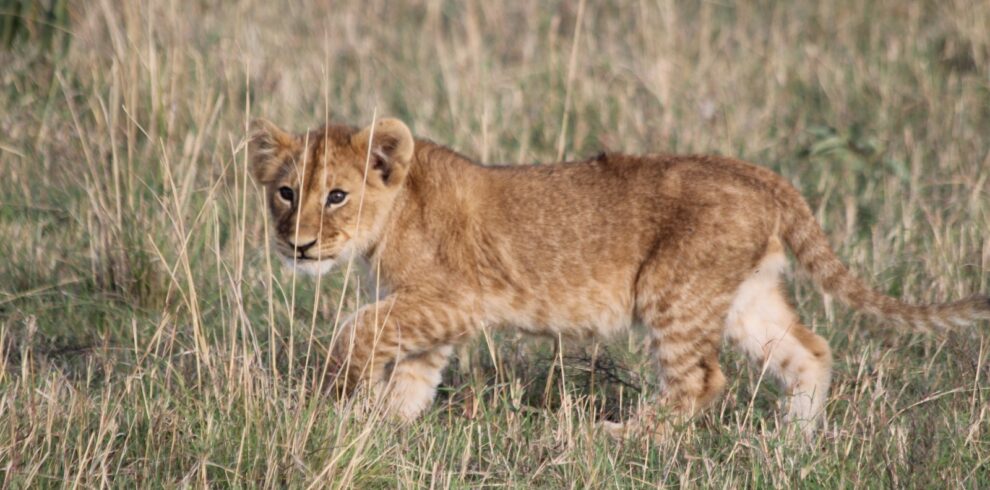 3 Days Safari to Ngorongoro Crater, Tarangire & Lake Manyara National Parks (Flying Safari)