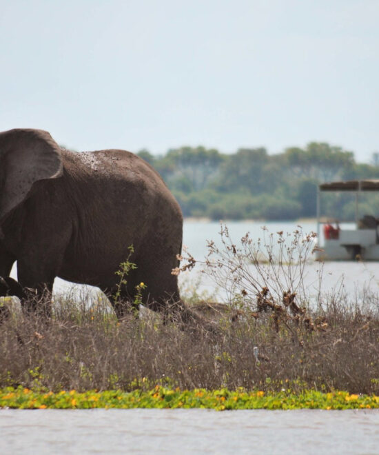 4-Day Luxury Fishing & Wildlife Safari to Nyerere National Park