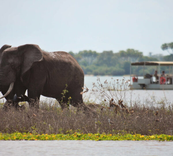 Nyerere National Park