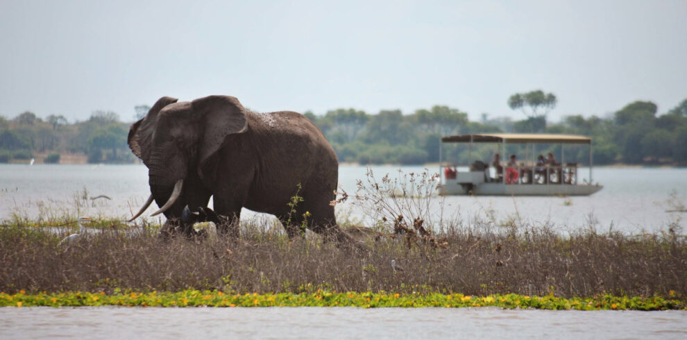 4-Day Luxury Fishing & Wildlife Safari to Nyerere National Park