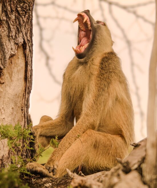 2 days fly-in safari to Nyerere National Park from Zanzibar