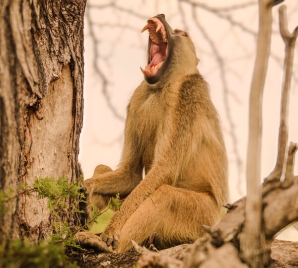 2 days fly-in safari to Nyerere National Park from Zanzibar