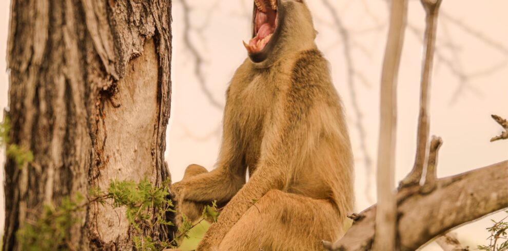 2 days fly-in safari to Nyerere National Park from Zanzibar