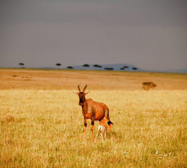 4-Day Mikumi National Park, Udzungwa Mountains & Night Safari