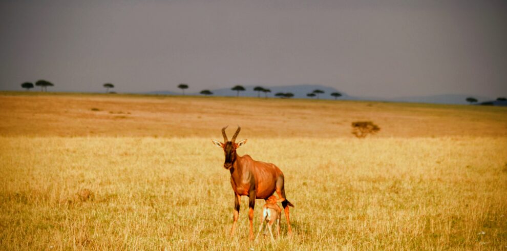 4-Day Mikumi National Park, Udzungwa Mountains & Night Safari
