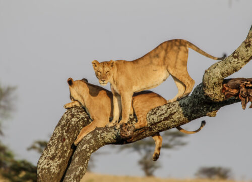 3 Days Safari to Ngorongoro Crater, Tarangire & Lake Manyara National Parks (Flying Safari)