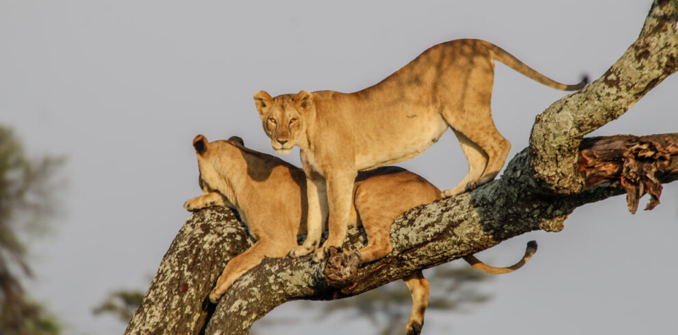 3 Days Safari to Ngorongoro Crater, Tarangire & Lake Manyara National Parks (Flying Safari)