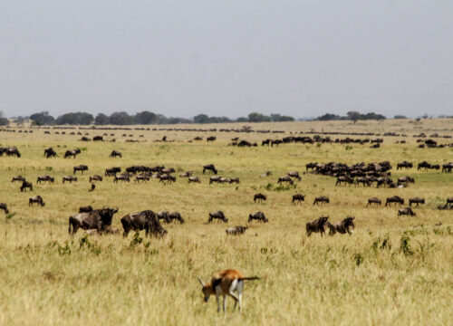 3 Days Safari to Ngorongoro Crater and Serengeti National Park From Zanzibar