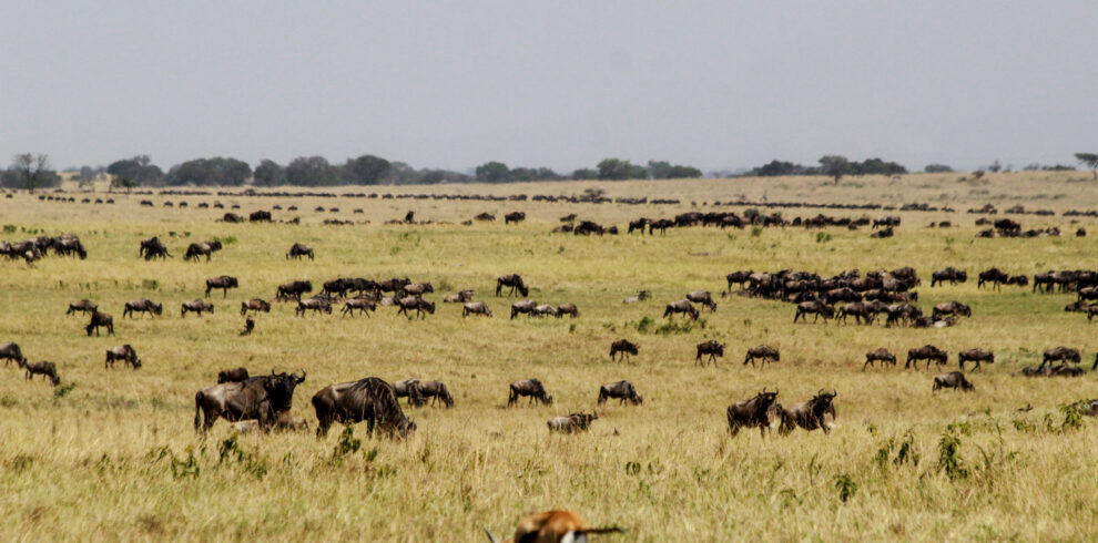 3 Days Safari to Ngorongoro Crater and Serengeti National Park From Zanzibar