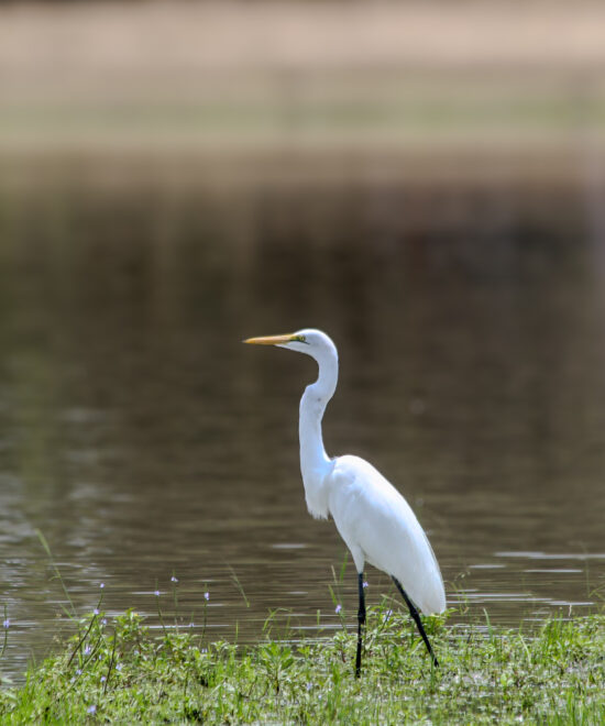 2-Day Fly-In Birdwatching & Wildlife Safari to Nyerere National Park