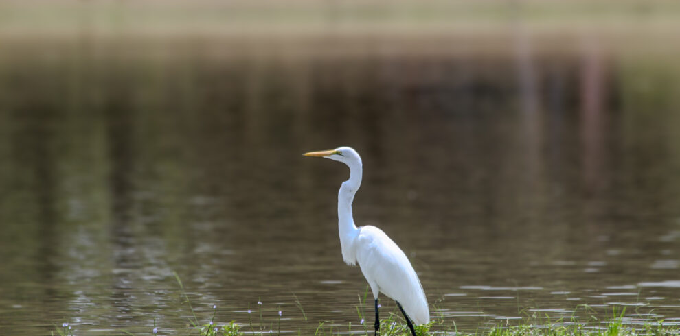 2-Day Fly-In Birdwatching & Wildlife Safari to Nyerere National Park