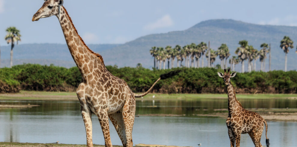 3 days selous safari from zanzibar (driving safari)