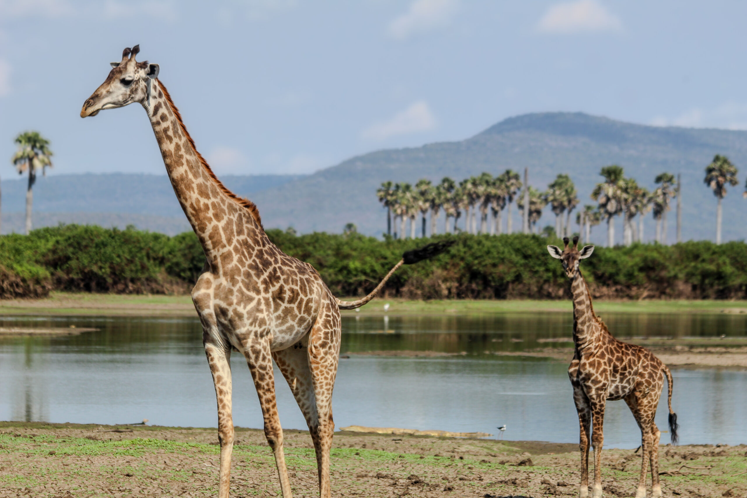 3 days selous safari from zanzibar (driving safari)