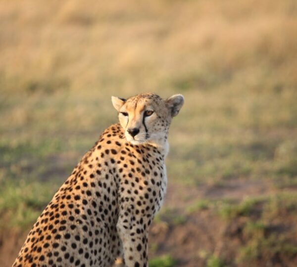 Ruaha National Park