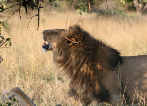 5-Day Exclusive Private Safari – Nyerere & Mikumi