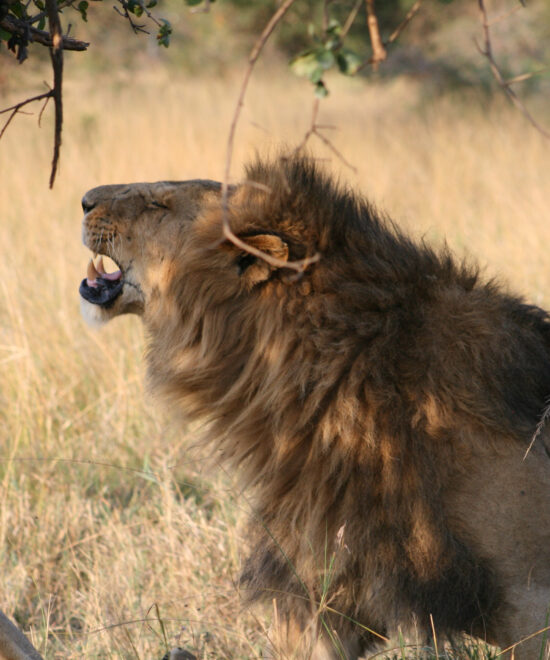 5-Day Exclusive Private Safari – Nyerere & Mikumi