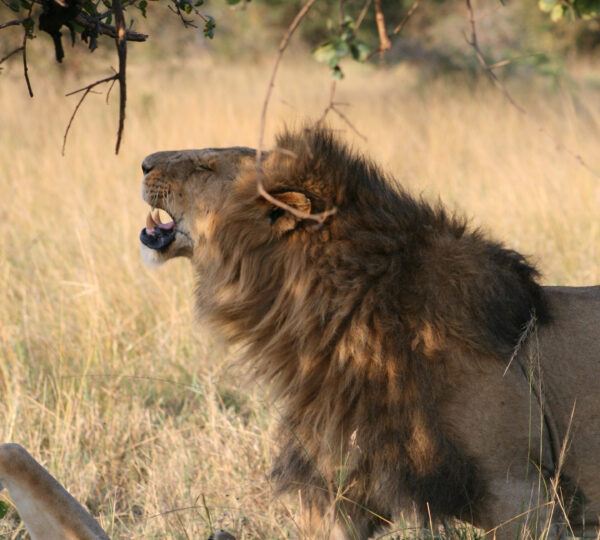 5-Day Exclusive Private Safari – Nyerere & Mikumi