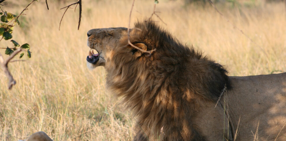 5-Day Exclusive Private Safari – Nyerere & Mikumi