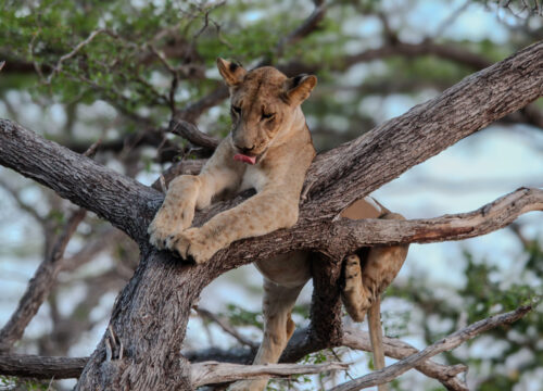 2-Day Amazing Safari Mikumi NP and Maasai Culture