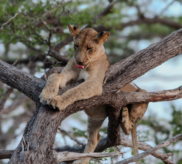 2-Day Amazing Safari Mikumi NP and Maasai Culture