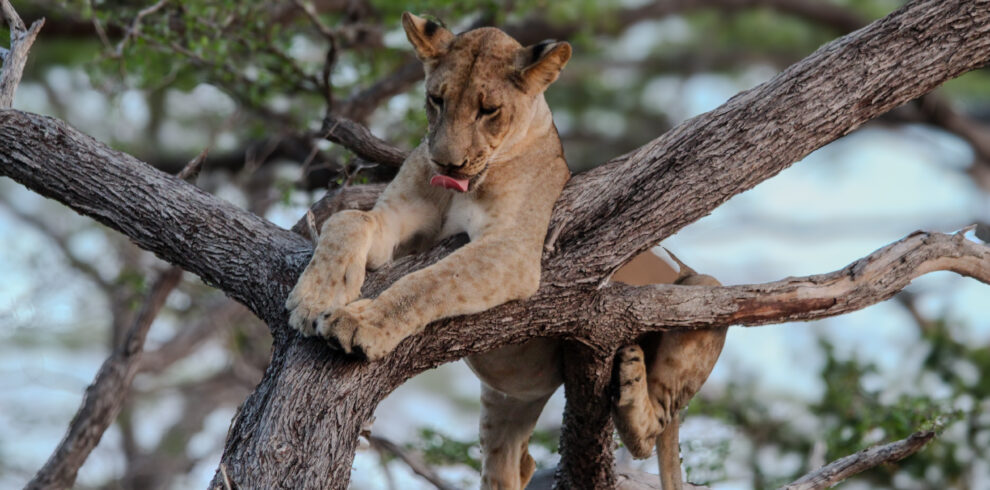 2-Day Amazing Safari Mikumi NP and Maasai Culture