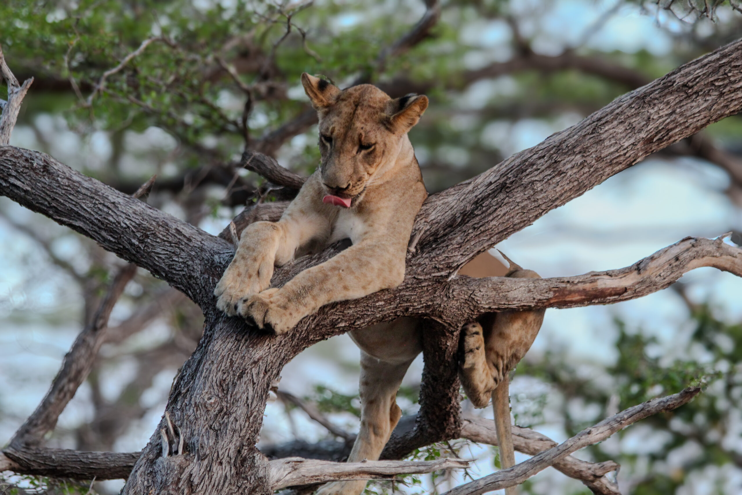 2-Day Amazing Safari Mikumi NP and Maasai Culture