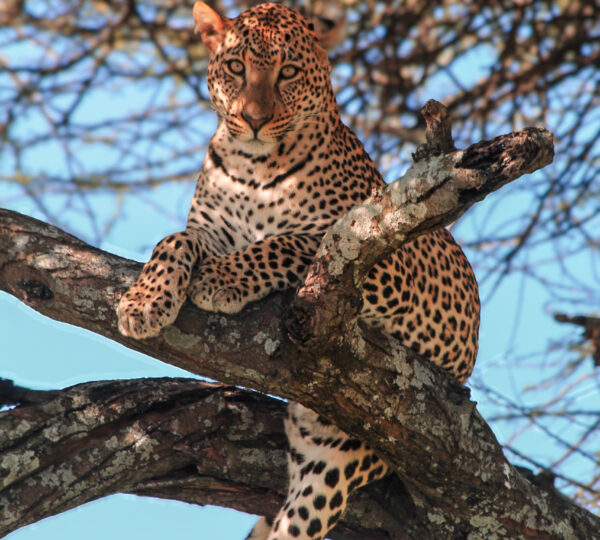 Mikumi National Park