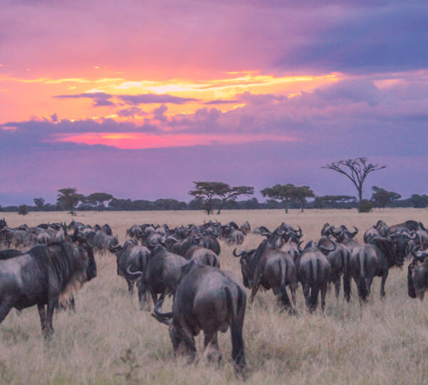 Serengeti National Park